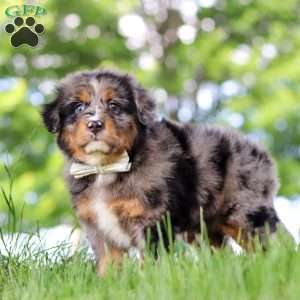 Bumblebee, Mini Bernedoodle Puppy